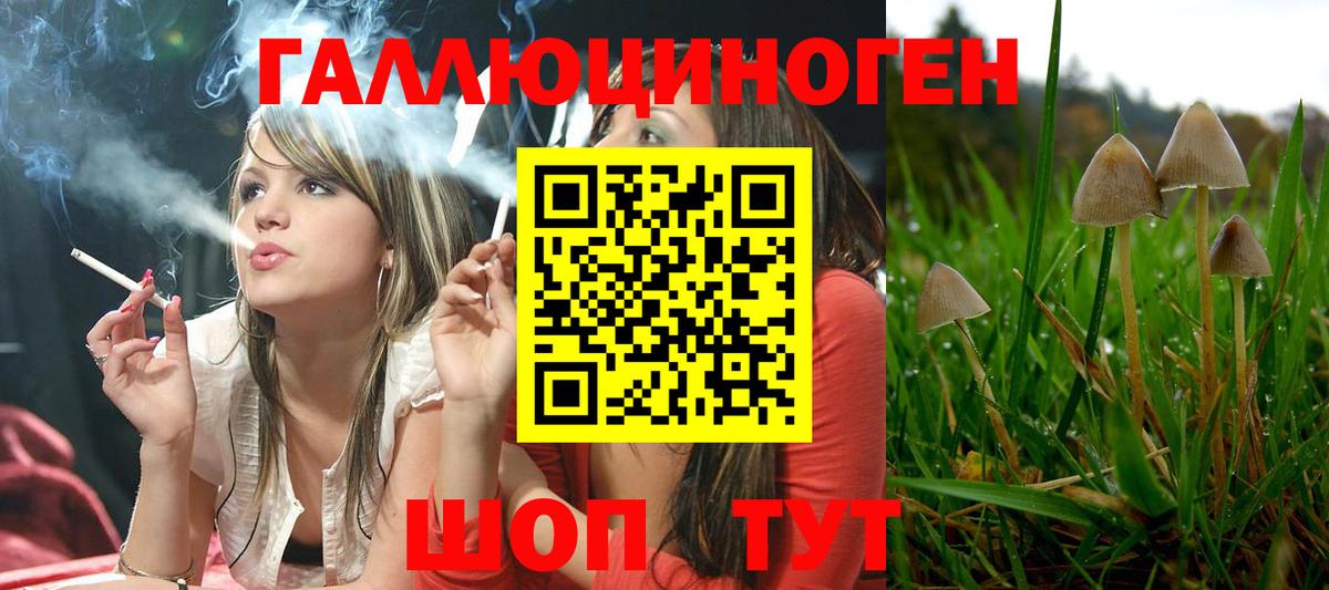 Псилоцибиновые грибы Psilocybe Коркино